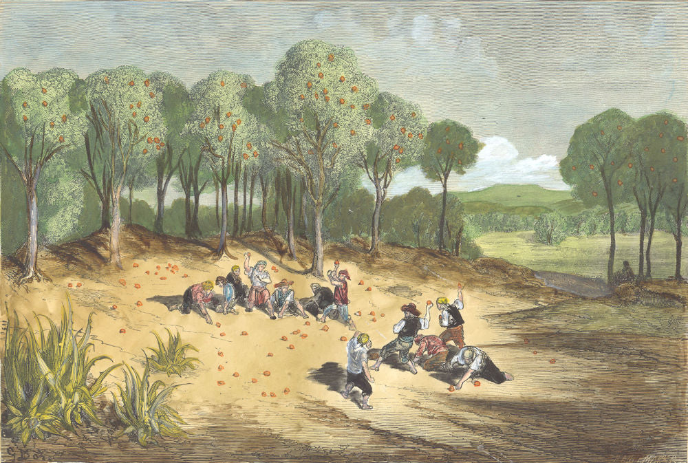 SPAIN. Orange-trees at Carcagente 1881 old antique vintage print picture